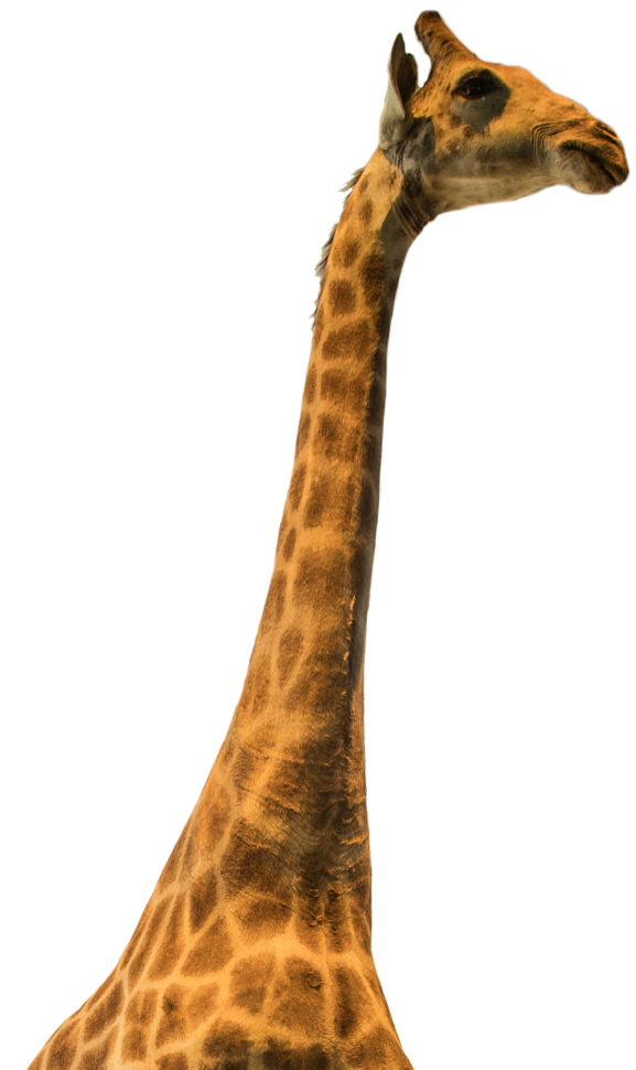 Giraffe_crop