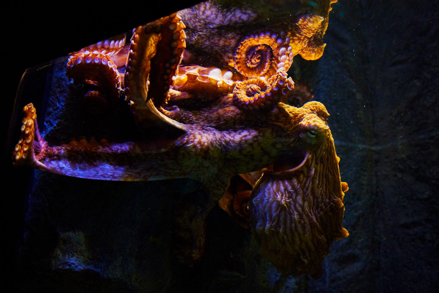 Senescent Octopus The Process of Senescence in Giant Pacific Octopuses | Wonders of Wildlife