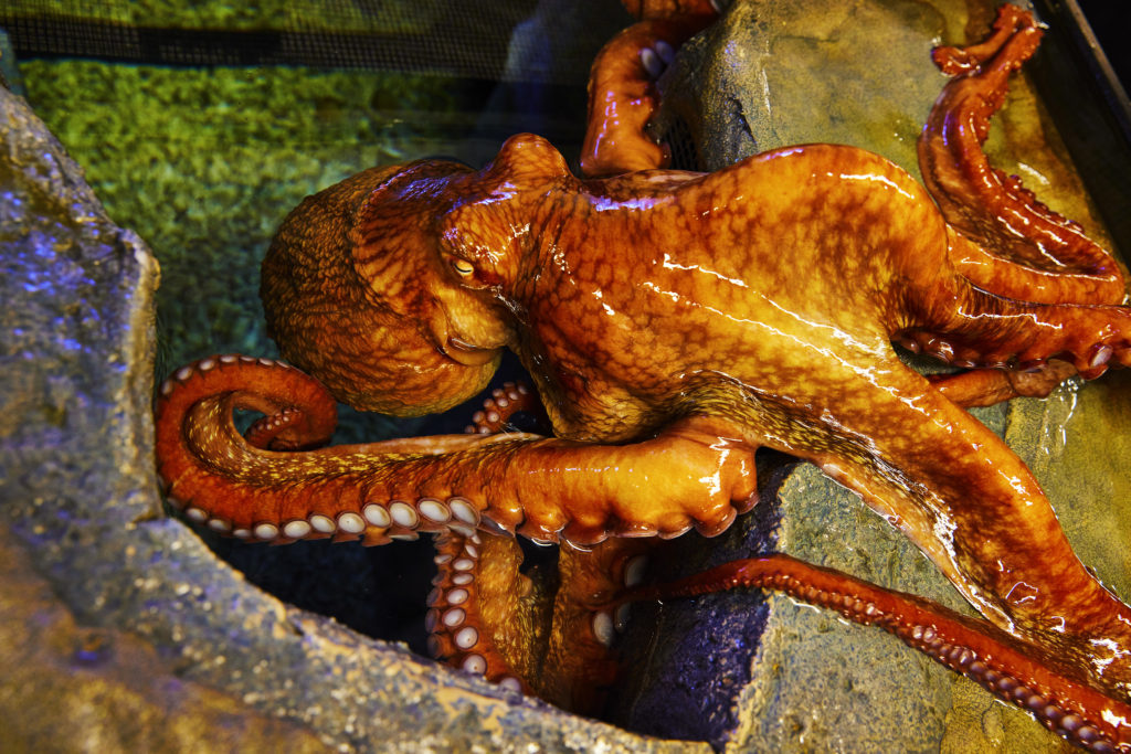 Octopus-007-1024x683.jpg