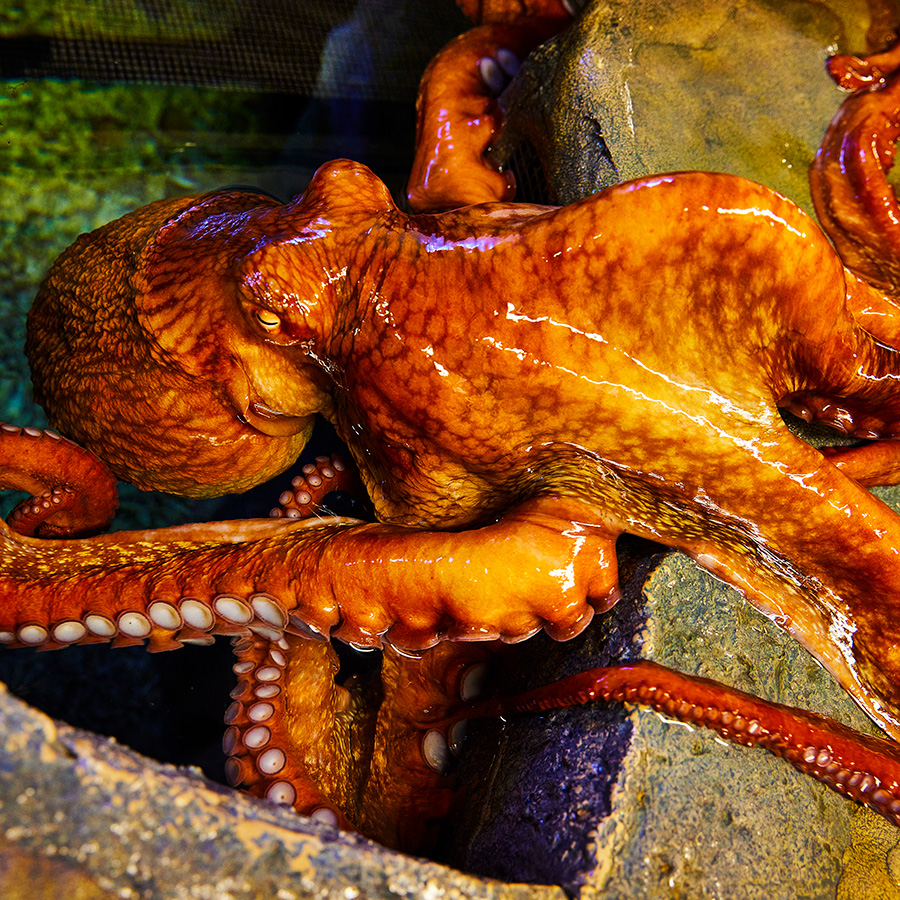 Octopus On Rock