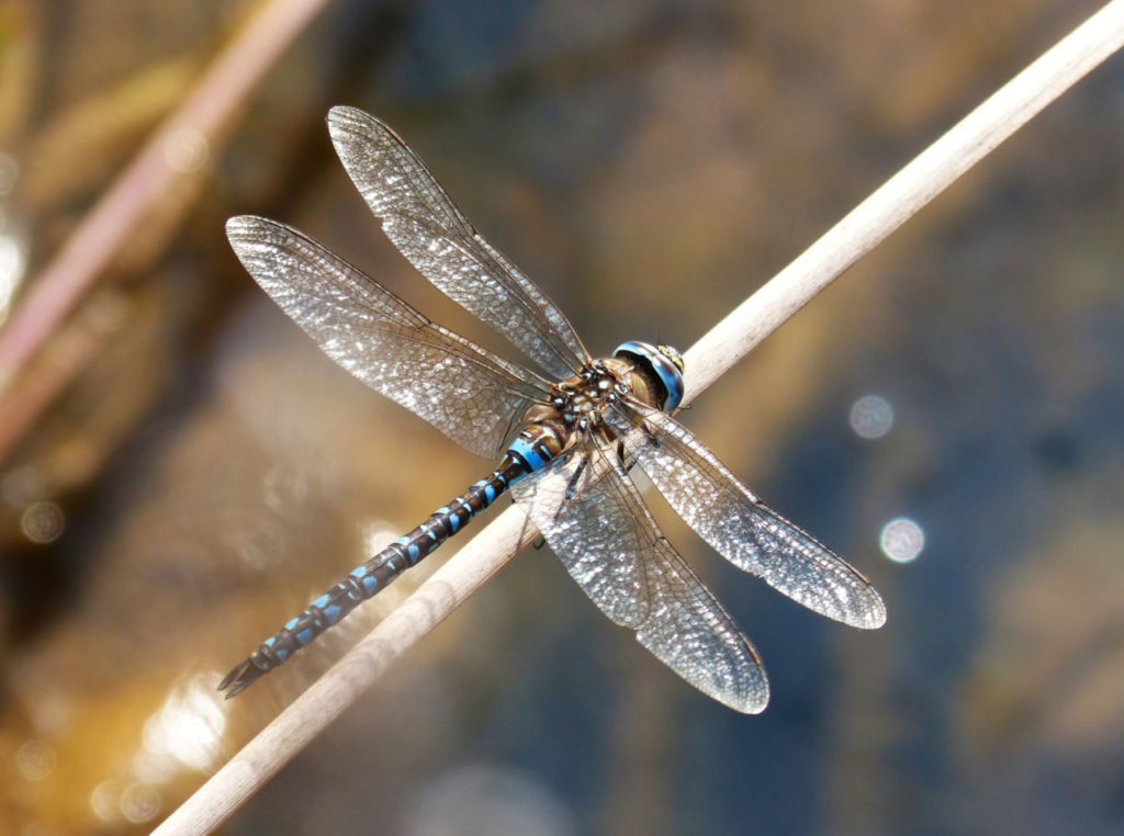 dragon fly dragon fly
