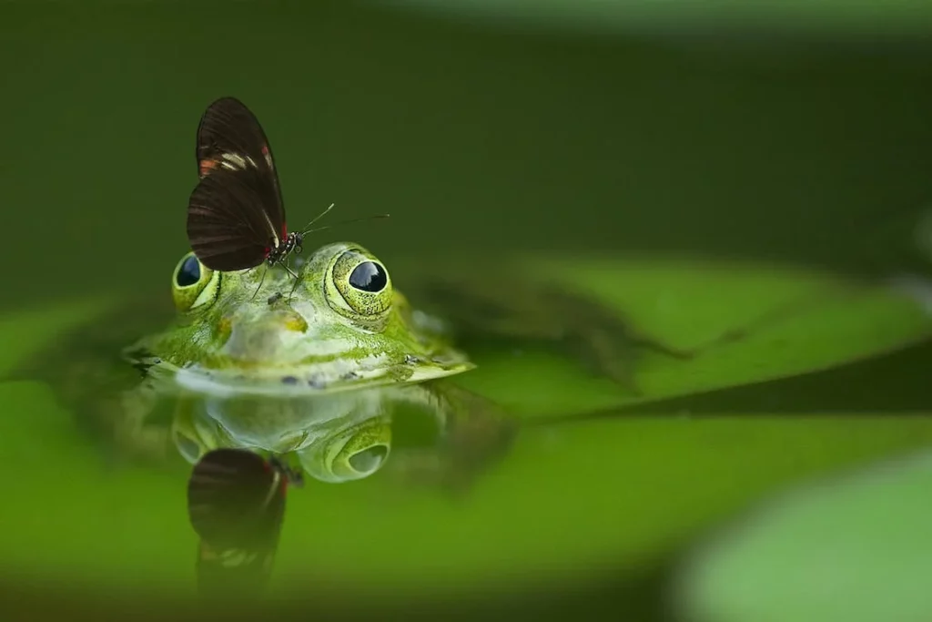 frog-butterfly-pond-mirroring-45863 frog-butterfly-pond-mirroring-45863