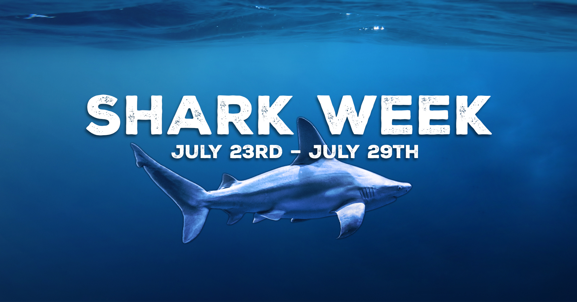 Shark Week Wonders of Wildlife National Museum & Aquarium