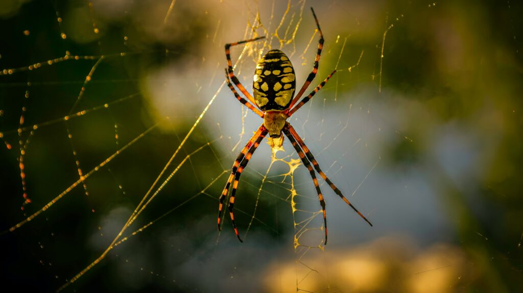 spider spider