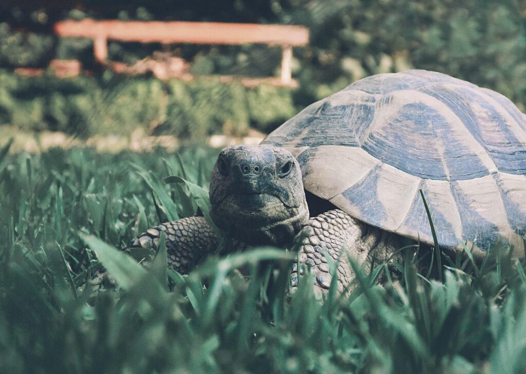 tortoise