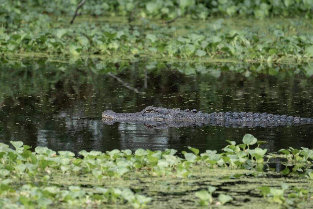 swamp, gator
