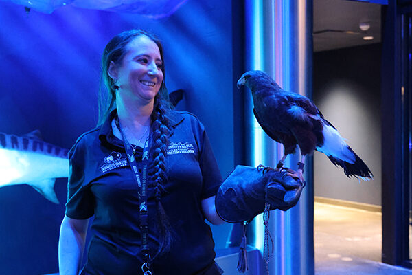 A staff member showing guests a hawk