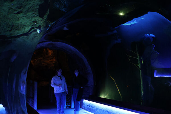 Guests admire the fish all around them while walking through an underwater tunnel.
