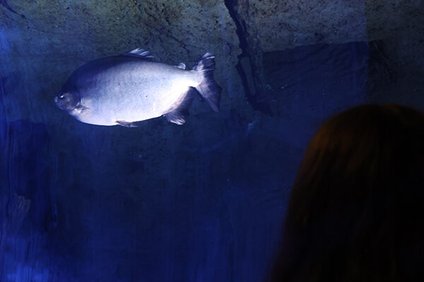 A fish can be seen from below as it swims overhead.