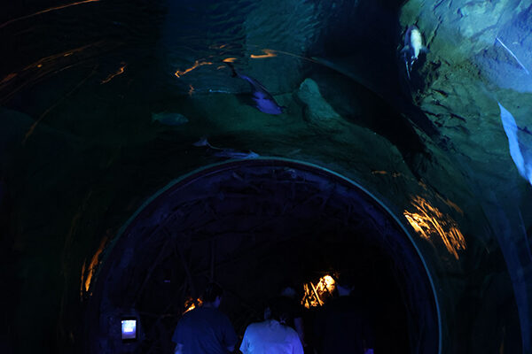 Guests leave the underwater tunnel.
