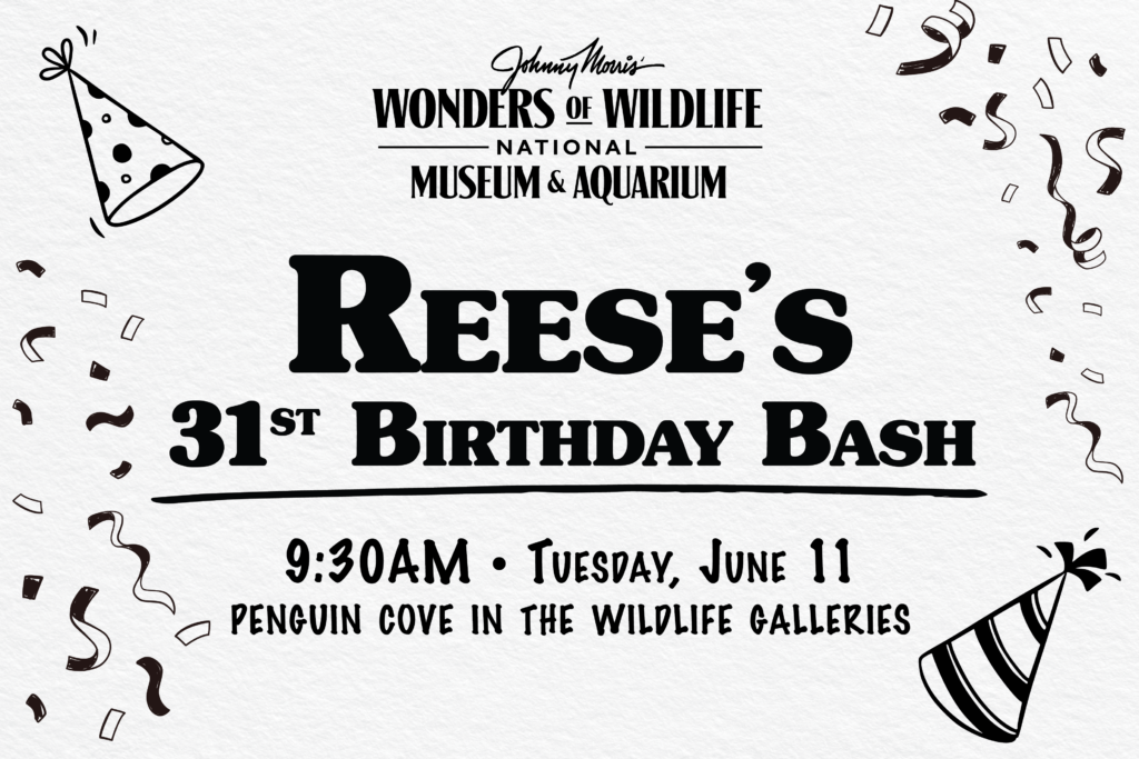 2024_WOW_PenguinBirthday_WebHeaderALT3_900x600