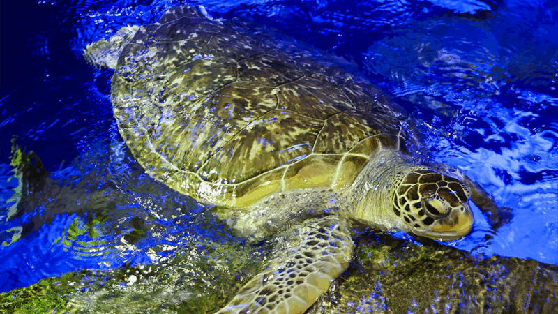 2025_WOW_AnimalCatalog_GreenSeaTurtle_1_900x600 A green sea turtle breaching the water at Wonders of Wildlife.