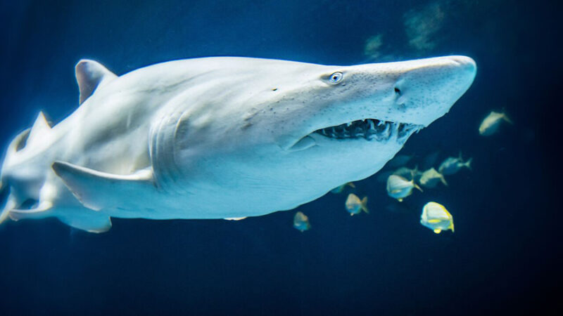 2025_WOW_AnimalCatalog_OutToSea_Sand Tiger Shark_900x600 The front of a sand tiger shark with other smaller fish nearby in the Out To Sea exhibit.