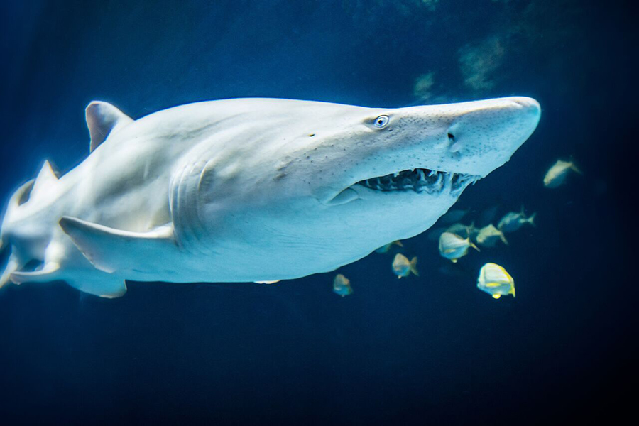 The front of a sand tiger shark with other smaller fish nearby in the Out To Sea exhibit.