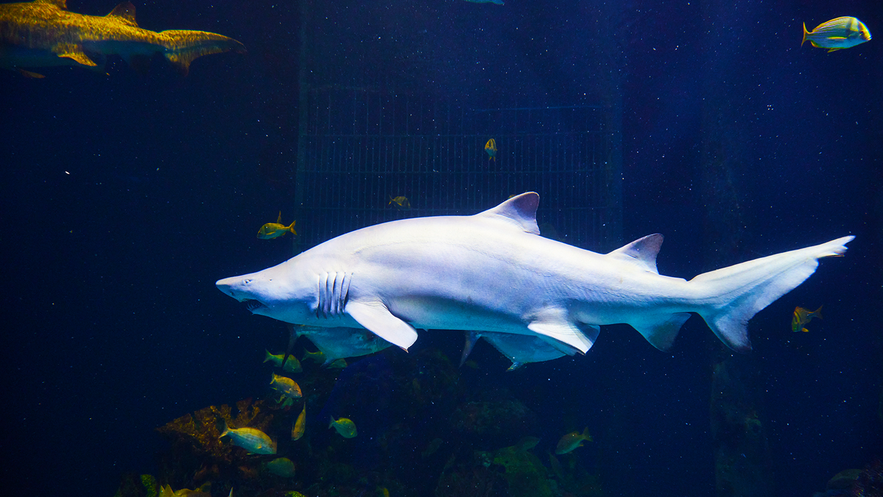 2025_WOW_AnimalCatalog_OuttoSea_Sand Tiger Shark 2_1280x720 A large sand tiger shark floating in water within the Out To Sea exhibit.