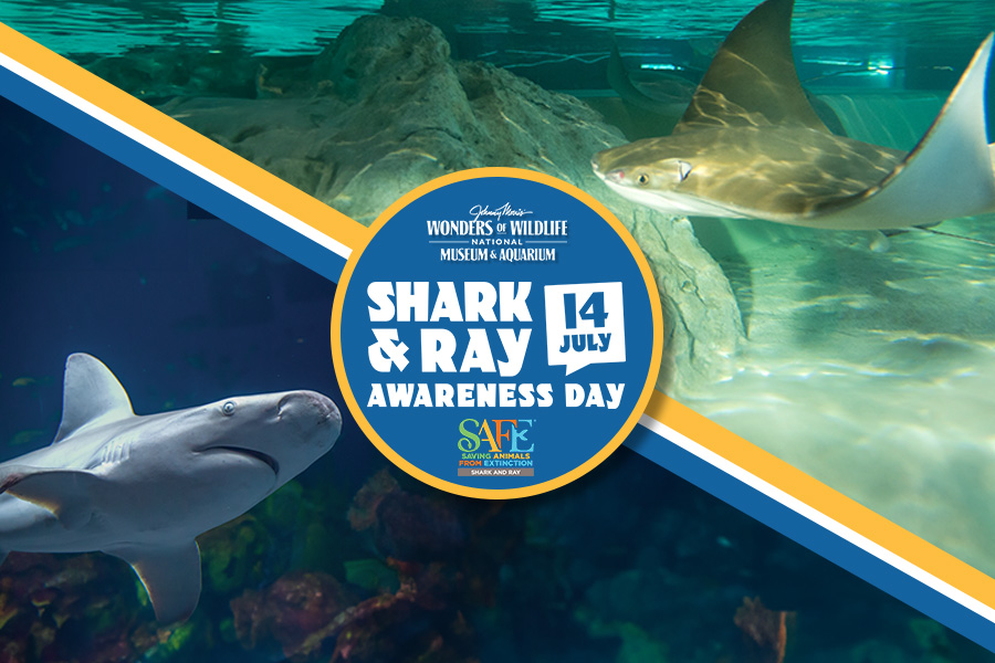 2024_WOW_SharkRayDay_Header_900x600