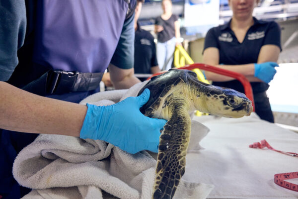 Turtle Treks: WOW’s Sea Turtle Center Continues Contribution to ...