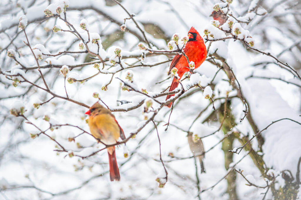 Two,Red,Northern,Cardinal,Couple,,Cardinalis,,Birds,Perched,On,Tree