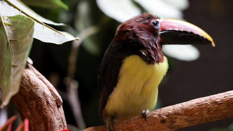 2024_WOW_AnimalCatalog_Aracari_900x600