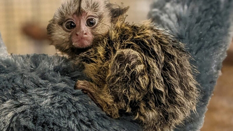 2024_WOW_AnimalCatalog_Marmoset_900x600