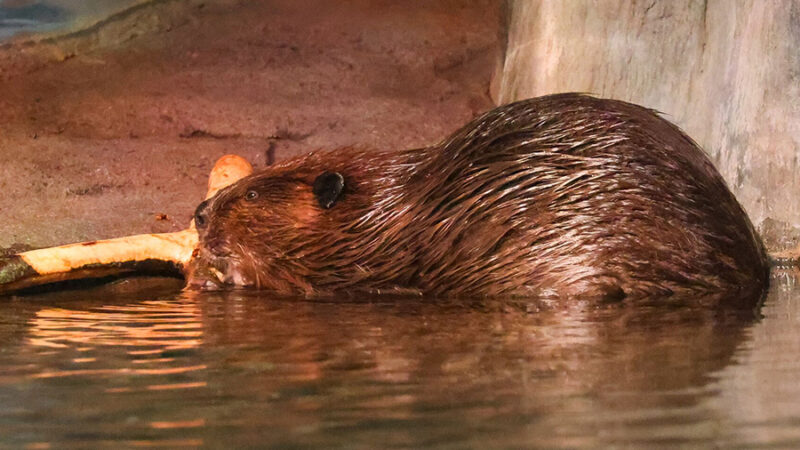 2025_WOW_AnimalCatalog_AmericanBeaver_1_900x600 An American beaver gnaws on some wood in the water.