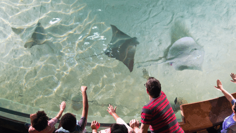 A collection of cownose rays swimming through the Sting Ray Touch exhibit with children reaching out to touch them.