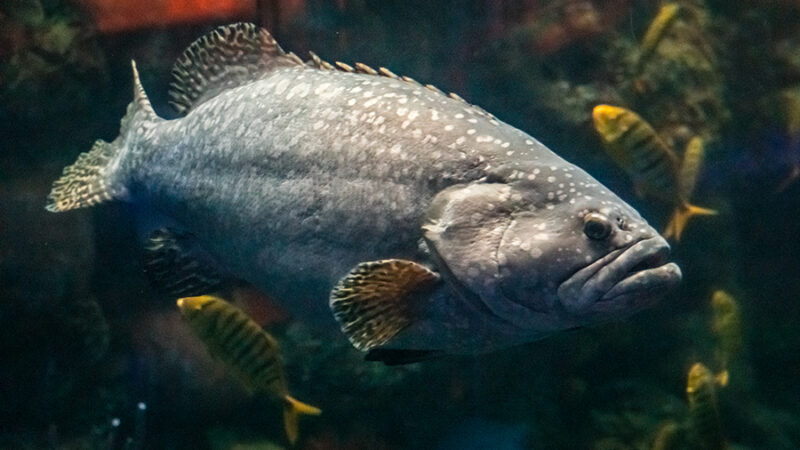 A queensland grouper swims through the reef of the Great Barrier Reef exhibit at Wonders of Wildlife.