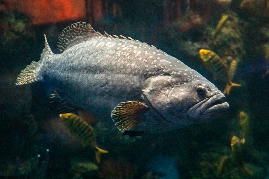 A queensland grouper swims through the reef of the Great Barrier Reef exhibit at Wonders of Wildlife.