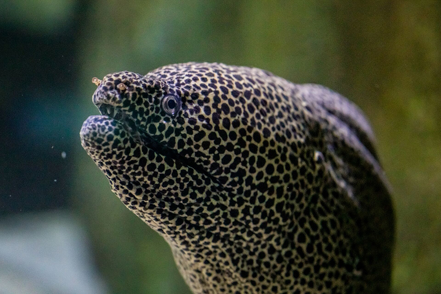 A Giant Moray Eel closeup underwater.