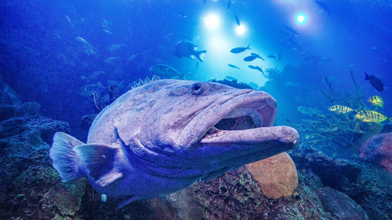 2025_WOW_AnimalCatalog_QueenslandGrouper_1_900x600 A Queensland grouper up close swimming underwater.