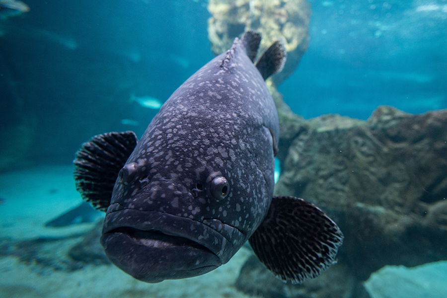 A giant grouper (Epinephelus lanceolatus), also known as the Queensland grouper, brindle grouper or mottled-brown sea bass, swimming in its enclosure during a summer day with high temperatures in the Zoo Aquarium of Madrid.