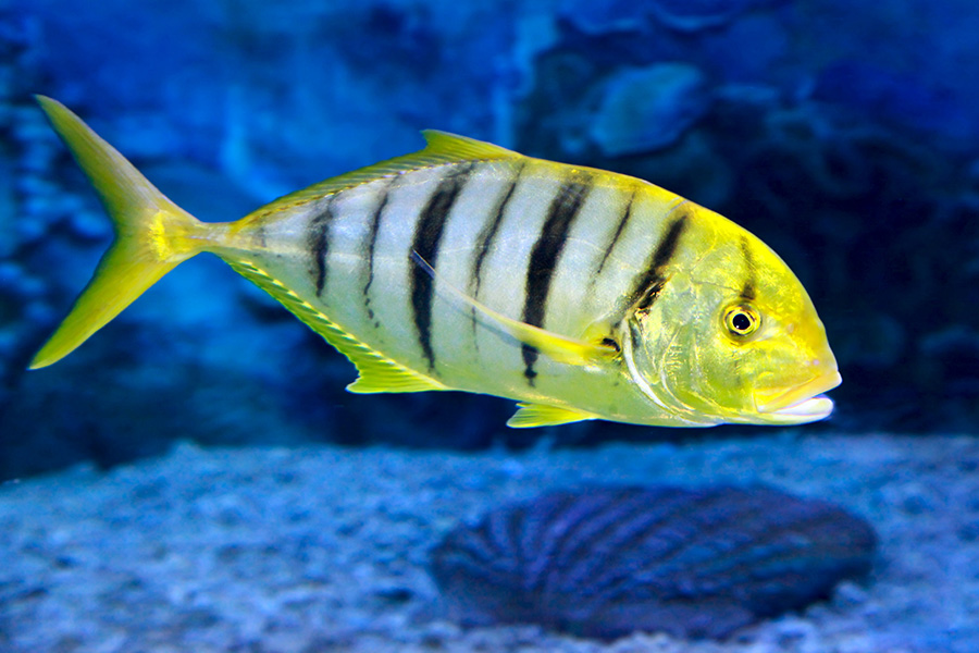 Golden trevally Gnathanodon speciosus, also known as the golden kingfish.