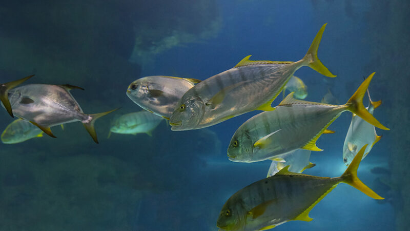 Fish under water. Golden trevally (Gnathanodon speciosus), also