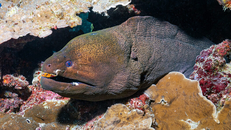 The giant moray is a species of moray eel and a species of marin