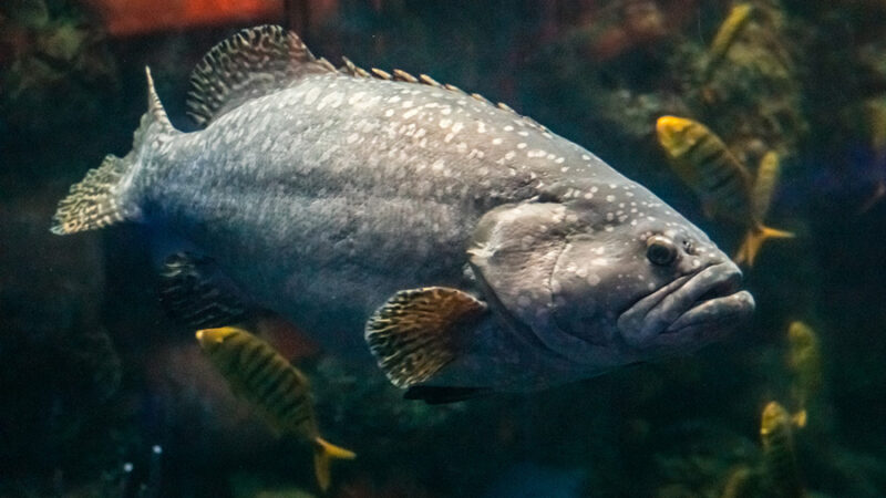 GreatBarrierReef_QueenslandGrouper