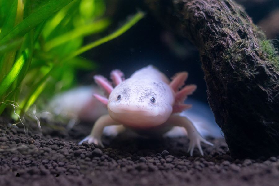 axolotl