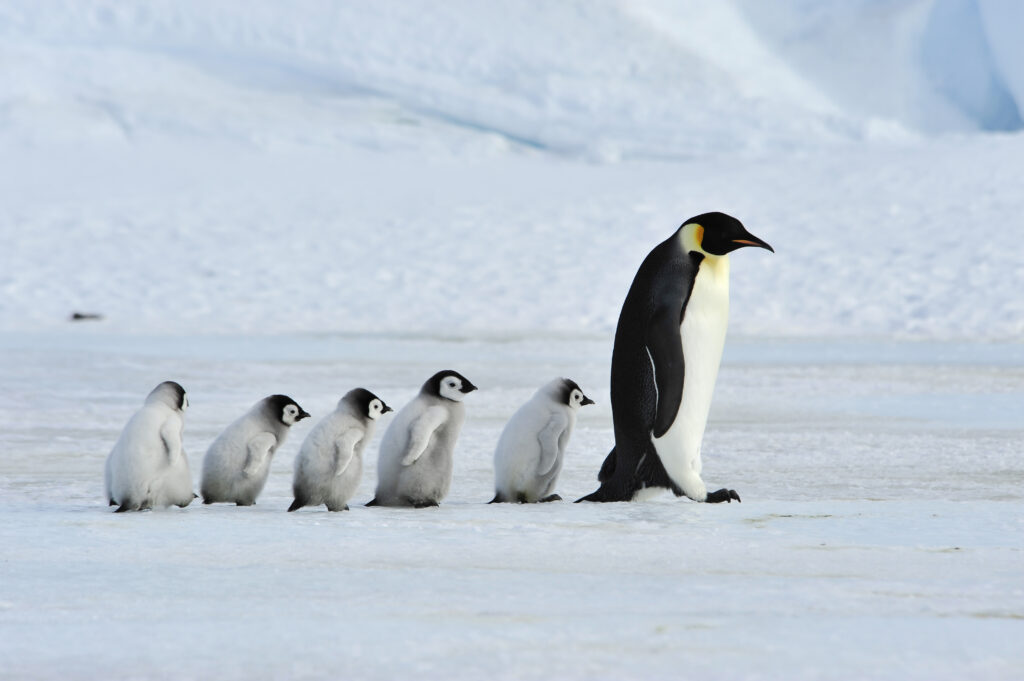 Emperor,Penguins,With,Chick