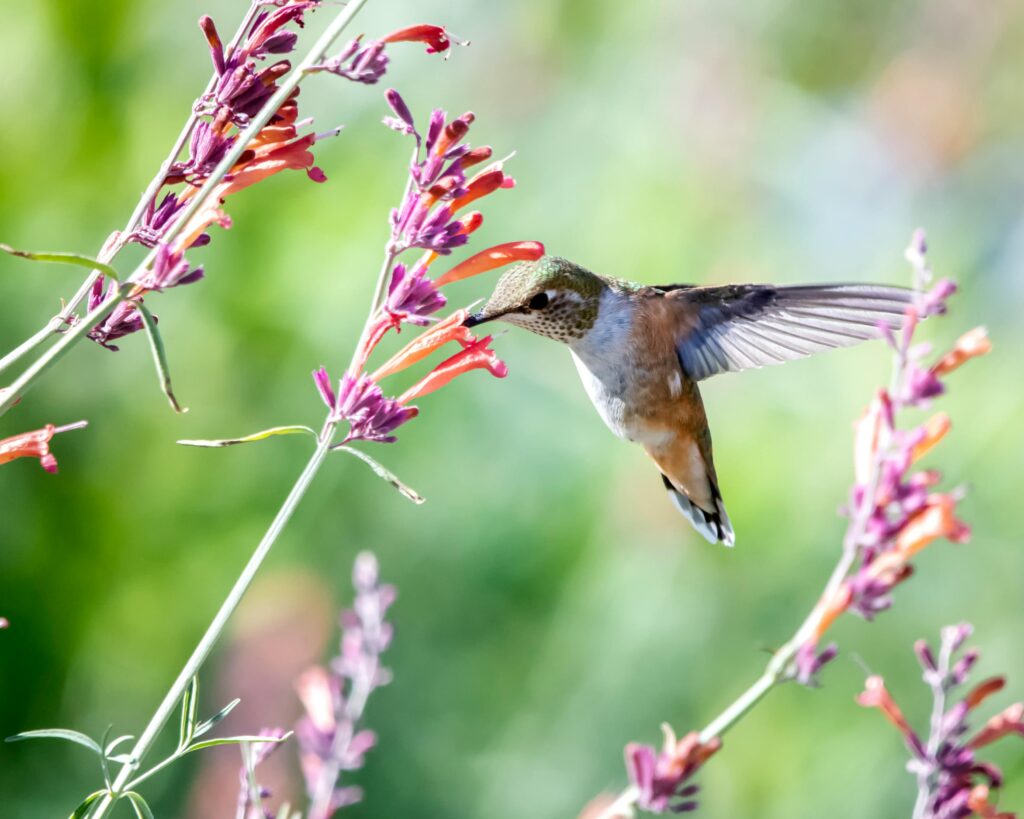 hummingbird