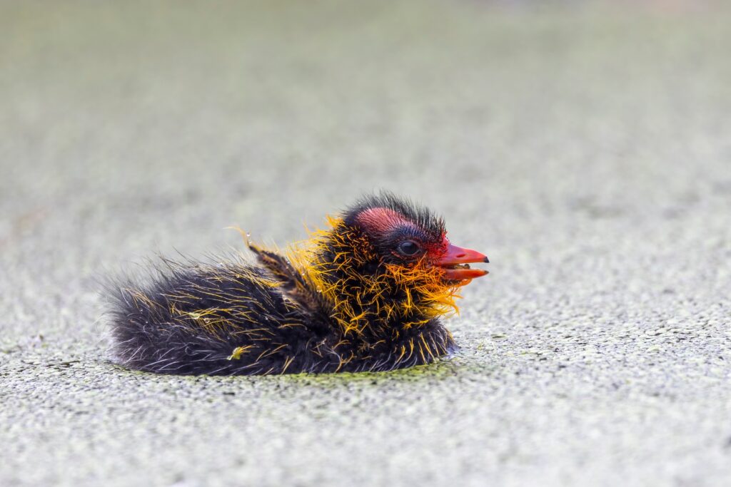 American Coot