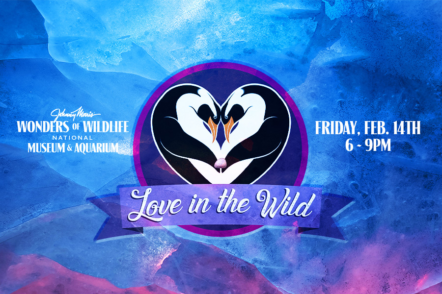 Web header image for the Love in the Wild event featuring two penguins holding flippers.