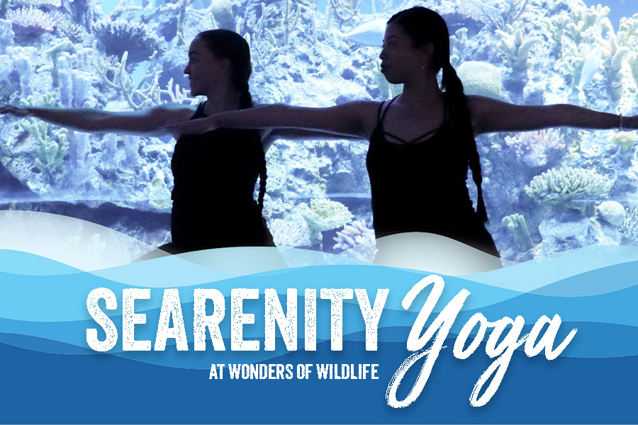 Web header image for SEArenity Yoga showing two women in yoga poses with text header saying "SEARENITY YOGA at Wonders of Wildlife".