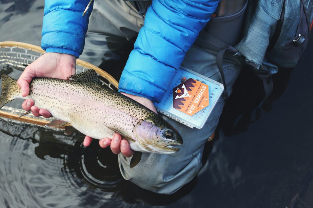 trout fishing