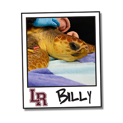 2025_WOW_SeaTurtleCenter_Headshot_Billy