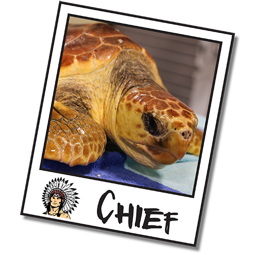 2025_WOW_SeaTurtleCenter_Headshot_Chief