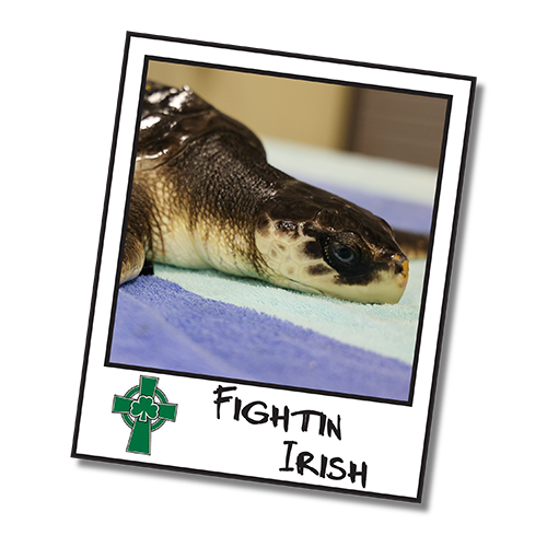 2025_WOW_SeaTurtleCenter_Headshot_FightinIrish