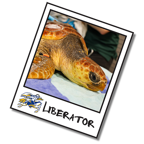 2025_WOW_SeaTurtleCenter_Headshot_Liberator