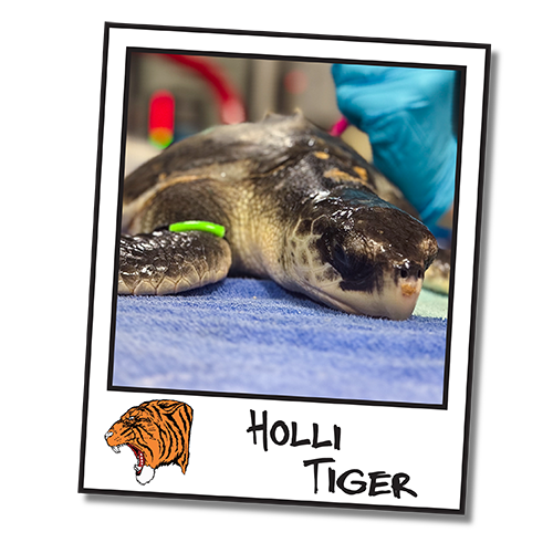 2025_WOW_SeaTurtleCenter_TurtleTracker_HolliTiger