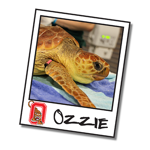 2025_WOW_SeaTurtleCenter_TurtleTracker_WebHeadshots_Ozzie