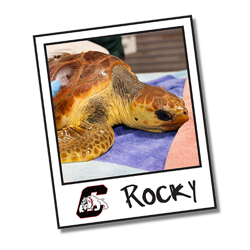 2025_WOW_SeaTurtleCenter_TurtleTracker_WebHeadshots_Rocky_500x500