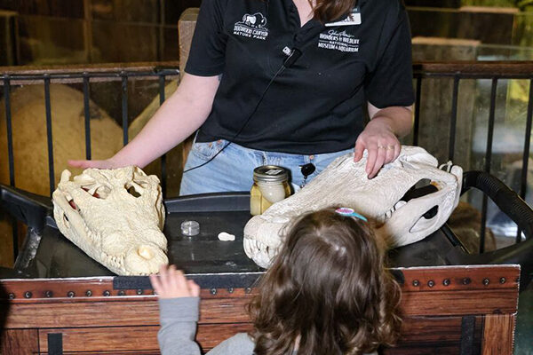 A staff member of Wonders of Wildlife shows a child an aligator skull.